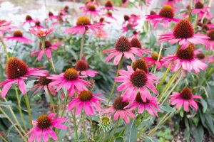 フローラルガーデンよさみ、、10月の秋の花、愛知県刈谷市の観光・撮影スポットの画像と写真