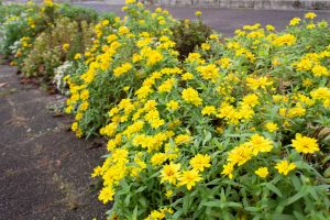 フローラルガーデンよさみ、、10月の秋の花、愛知県刈谷市の観光・撮影スポットの画像と写真