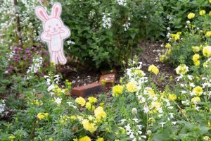 フローラルガーデンよさみ、、10月の秋の花、愛知県刈谷市の観光・撮影スポットの画像と写真