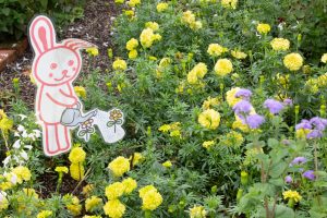 フローラルガーデンよさみ、、10月の秋の花、愛知県刈谷市の観光・撮影スポットの画像と写真