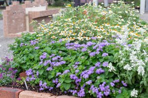 フローラルガーデンよさみ、、10月の秋の花、愛知県刈谷市の観光・撮影スポットの画像と写真
