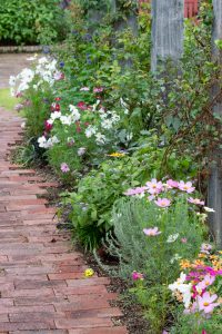 フローラルガーデンよさみ、コスモス、10月の秋の花、愛知県刈谷市の観光・撮影スポットの画像と写真