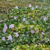 フローラルガーデンよさみ、ホテイアオイ、10月の秋の花、愛知県刈谷市の観光・撮影スポットの画像と写真