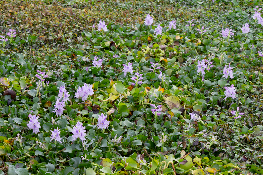 フローラルガーデンよさみ、ホテイアオイ、10月の秋の花、愛知県刈谷市の観光・撮影スポットの画像と写真