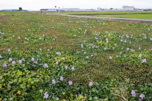 フローラルガーデンよさみ、ホテイアオイ、10月の秋の花、愛知県刈谷市の観光・撮影スポットの画像と写真