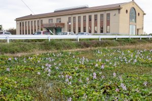 フローラルガーデンよさみ、ホテイアオイ、10月の秋の花、愛知県刈谷市の観光・撮影スポットの画像と写真