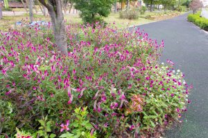 フローラルガーデンよさみ、、10月の秋の花、愛知県刈谷市の観光・撮影スポットの画像と写真