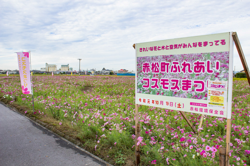 安城市赤松町コスモス畑、赤松環境保全会、10月の秋の花、愛知県安城市の観光・撮影スポットの画像と写真