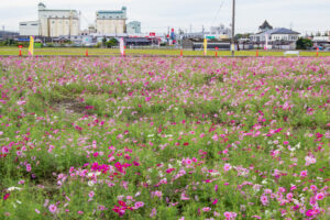 安城市赤松町コスモス畑、赤松環境保全会、10月の秋の花、愛知県安城市の観光・撮影スポットの画像と写真