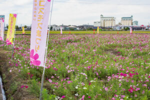 安城市赤松町コスモス畑、赤松環境保全会、10月の秋の花、愛知県安城市の観光・撮影スポットの画像と写真