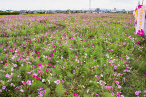 安城市赤松町コスモス畑、赤松環境保全会、10月の秋の花、愛知県安城市の観光・撮影スポットの画像と写真