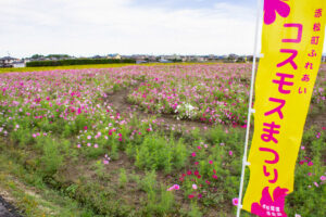 安城市赤松町コスモス畑、赤松環境保全会、10月の秋の花、愛知県安城市の観光・撮影スポットの画像と写真