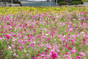 安城市赤松町コスモス畑、赤松環境保全会、10月の秋の花、愛知県安城市の観光・撮影スポットの画像と写真