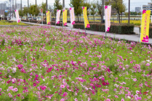 安城市赤松町コスモス畑、赤松環境保全会、10月の秋の花、愛知県安城市の観光・撮影スポットの画像と写真