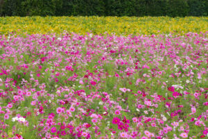 安城市赤松町コスモス畑、赤松環境保全会、10月の秋の花、愛知県安城市の観光・撮影スポットの画像と写真