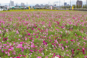安城市赤松町コスモス畑、赤松環境保全会、10月の秋の花、愛知県安城市の観光・撮影スポットの画像と写真