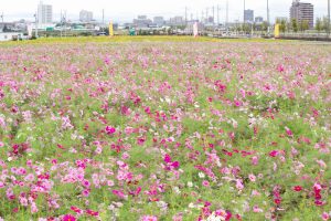 安城市赤松町コスモス畑、赤松環境保全会、10月の秋の花、愛知県安城市の観光・撮影スポットの画像と写真
