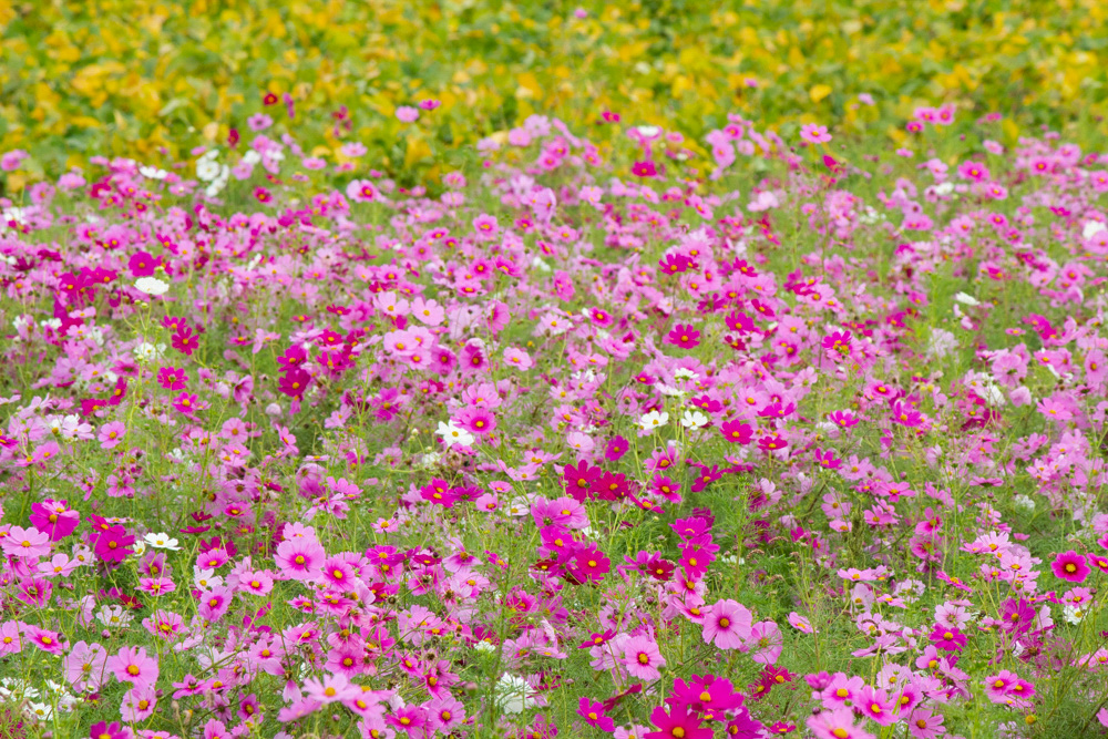 安城市赤松町コスモス畑、赤松環境保全会、10月の秋の花、愛知県安城市の観光・撮影スポットの画像と写真