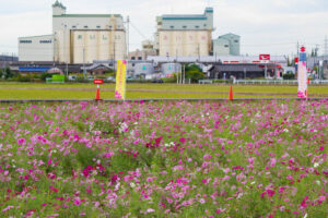 安城市赤松町コスモス畑、赤松環境保全会、10月の秋の花、愛知県安城市の観光・撮影スポットの画像と写真