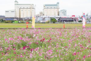 安城市赤松町コスモス畑、赤松環境保全会、10月の秋の花、愛知県安城市の観光・撮影スポットの画像と写真
