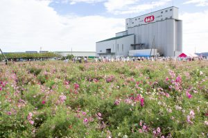 西尾市のコスモス畑、憩の農園付近、10月の秋の花、愛知県西尾市の観光・撮影スポットの画像と写真