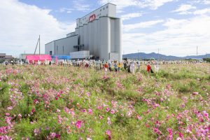 西尾市のコスモス畑、憩の農園付近、10月の秋の花、愛知県西尾市の観光・撮影スポットの画像と写真