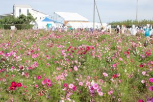 西尾市のコスモス畑、憩の農園付近、10月の秋の花、愛知県西尾市の観光・撮影西尾市のコスモス畑、憩の農園付近、10月の秋の花、愛知県西尾市の観光・撮影スポットの画像と写真