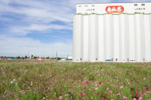 西尾市のコスモス畑、憩の農園付近、10月の秋の花、愛知県西尾市の観光・撮影スポットの画像と写真