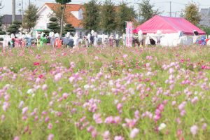西尾市のコスモス畑、憩の農園付近、10月の秋の花、愛知県西尾市の観光・撮影スポットの画像と写真