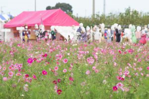 西尾市のコスモス畑、憩の農園付近、10月の秋の花、愛知県西尾市の観光・撮影スポットの画像と写真