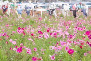 西尾市のコスモス畑、憩の農園付近、10月の秋の花、愛知県西尾市の観光・撮影スポットの画像と写真