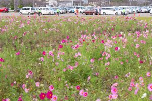 西尾市西尾市のコスモス畑、憩の農園付近、10月の秋の花、愛知県西尾市の観光・撮影スポットの画像と写真