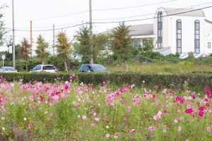 西尾市のコスモス畑、憩の農園付近、10月の秋の花、愛知県西尾市の観光・撮影スポットの画像と写真