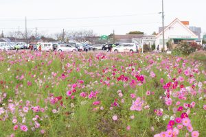 西尾市のコスモス畑、憩の農園付近、10月の秋の花、愛知県西尾市の観光・撮影スポットの画像と写真