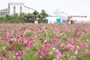 西尾市のコスモス畑、憩の農園付近、10月の秋の花、愛知県西尾市の観光・撮影スポットの画像と写真西尾市のコスモス畑、憩の農園付近、10月の秋の花、愛知県西尾市の観光・撮影スポットの画像と写真