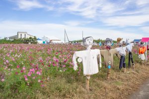 西尾市のコスモス畑、憩の農園付近、10月の秋の花、愛知県西尾市の観光・撮影西尾市のコスモス畑、憩の農園付近、10月の秋の花、愛知県西尾市の観光・撮影スポットの画像と写真