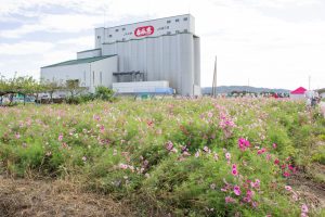 西尾市のコスモス畑、憩の農園付近、10月の秋の花、愛知県西尾市の観光・撮影スポットの画像と写真