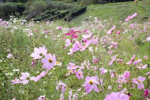 奥殿陣屋、コスモス、10月の秋の花、愛知県岡崎市の観光・撮影スポットの画像と写真