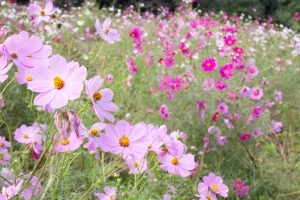 奥殿陣屋、コスモス、10月の秋の花、愛知県岡崎市の観光・撮影スポットの画像と写真