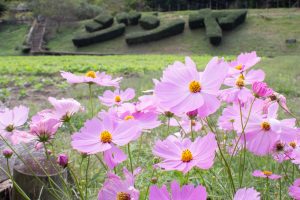 奥殿陣屋、コスモス、10月の秋の花、愛知県岡崎市の観光・撮影スポットの画像と写真