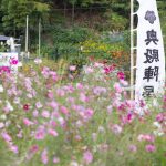 奥殿陣屋、コスモス、10月の秋の花、愛知県岡崎市の観光・撮影スポットの画像と写真