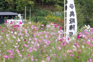 奥殿陣屋、コスモス、10月の秋の花、愛知県岡崎市の観光・撮影スポットの画像と写真