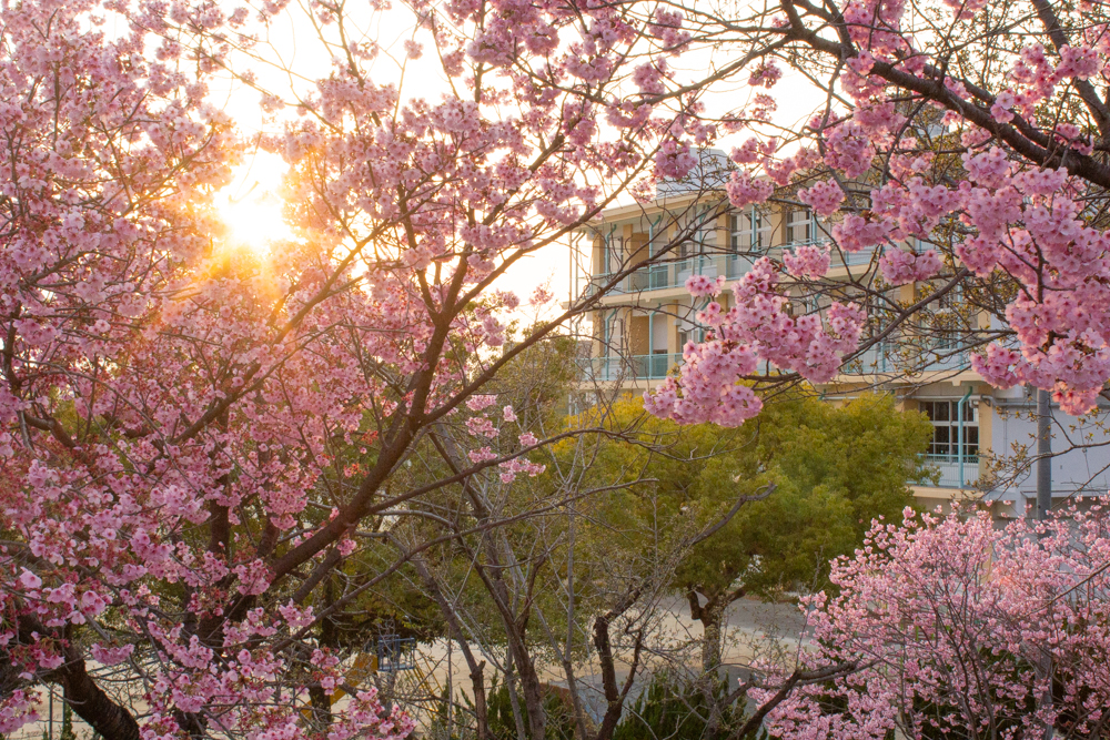 落合公園、河津桜、3月の春の花、愛知県春日井市の観光・撮影スポットの画像と写真