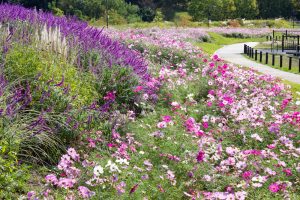 愛・地球博記念公園(モリコロパーク)、コスモス、キバナコスモス、10月の秋の花愛知県長久手市の観光・撮影スポットの画像と写真