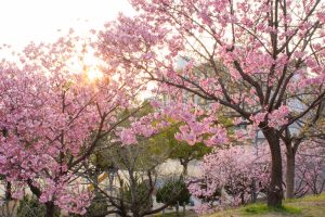 落合公園、河津桜、3月の春の花、愛知県春日井市の観光・撮影スポットの画像と写真