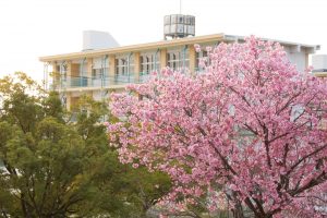 落合公園、河津桜、3月の春の花、愛知県春日井市の観光・撮影スポットの画像と写真