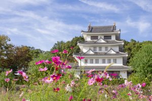 城城山公園、コスモス・旭城、10月秋の花、愛知県尾張旭市の観光・撮影スポットの画像と写真
