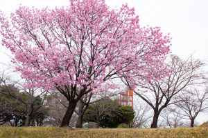 落合公園、河津桜、3月の春の花、愛知県春日井市の観光・撮影スポットの画像と写真