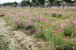 城山公園、コスモス・旭城、10月秋の花、愛知県尾張旭市の観光・撮影スポットの画像と写真