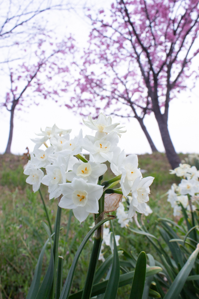 落合公園、河津桜・スイセン、3月の春の花、愛知県春日井市の観光・撮影スポットの画像と写真